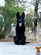german shepherd puppy posted by Yosemite _Shepherds